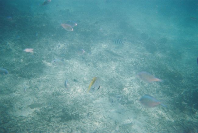 写真写りは悪いですが、透明度が結構あって今まで行ったリゾートの中で一番良かったです！<br /><br />ビーチに帰る際、コバンザメも見れました。<br />インストラクターさんは４年働いて初めて見たとか☆<br /><br />しかし海水飲みすぎて上がったらグロッキーでした↓