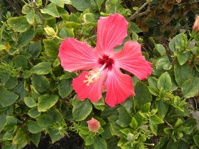 やっぱり、南の島にはハイビスカス！