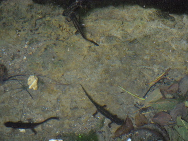 イモリ〜　無条件でテンション上がる、上がる♪