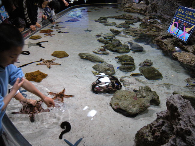 ナマコとヒトデとふれあい中。