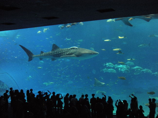 優雅に泳ぐジンベイザメ。かっこ良すぎ！