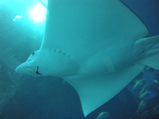 まるで空を舞っている様。