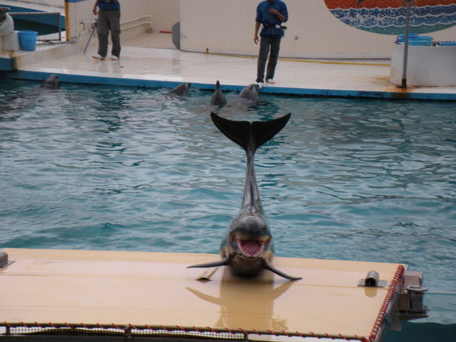 イルカの☆オキちゃんショー☆<br />イルカさん達、可愛すぎる〜（*≧▽≦*）