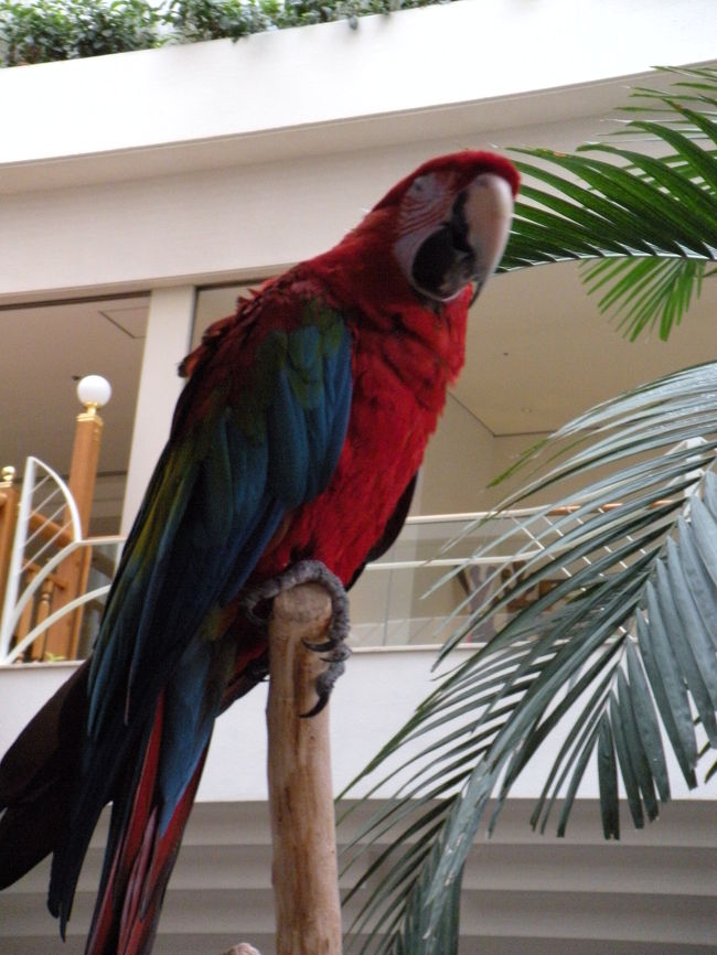 ホテルのロビーでオトナシク木に止まっていました。