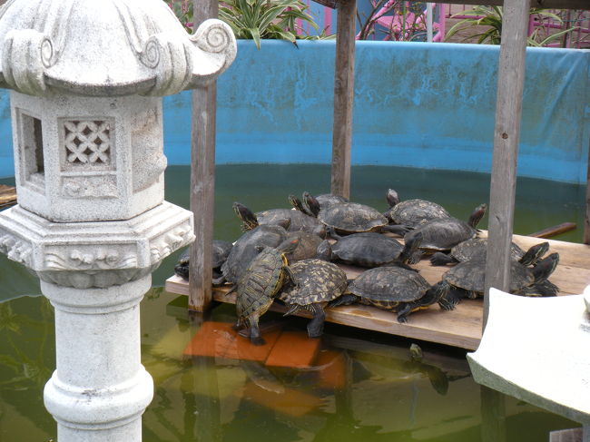 ネオパーク･オキナワ。<br />亀、集合しすぎじゃない？？