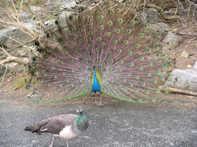 雄孔雀がこんなに頑張ってアピールしてるのに、雌はチラッと一瞥しただけで完全無視！