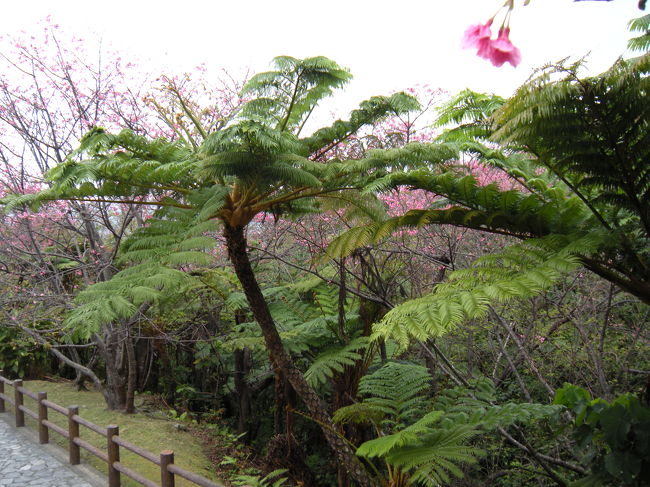 桜とヘゴの取り合わせなんて、本土では考えられないよなぁ〜