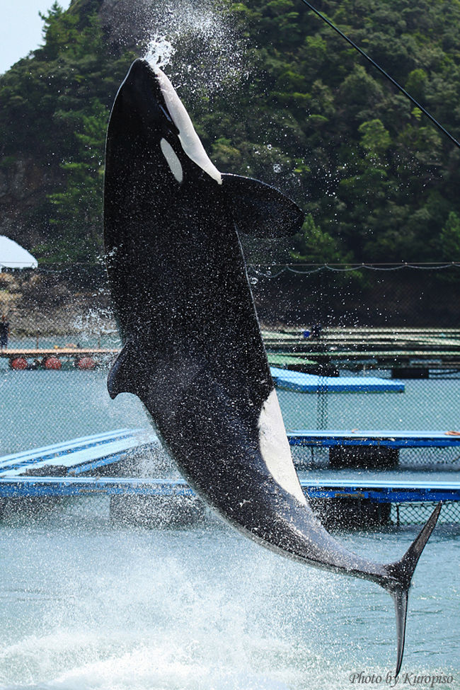 太地町立 くじらの博物館でシャチのショー 子どもとお出かけ 和歌山県 那智勝浦 太地 和歌山県 の旅行記 ブログ By Kuropisoさん フォートラベル