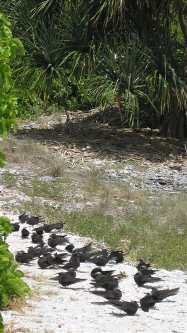 げぎょん。鳥に行くてをさえぎられている〜〜〜