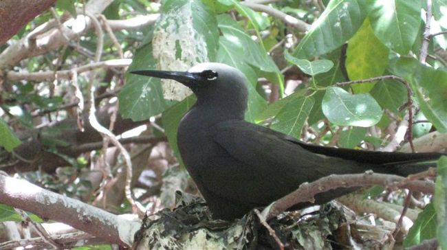 ここは鳥の島なのでした。<br />多種類生息していますが一番多いのはBLACK NODDYという頭が白い黒い鳥なんだそう。<br /><br />