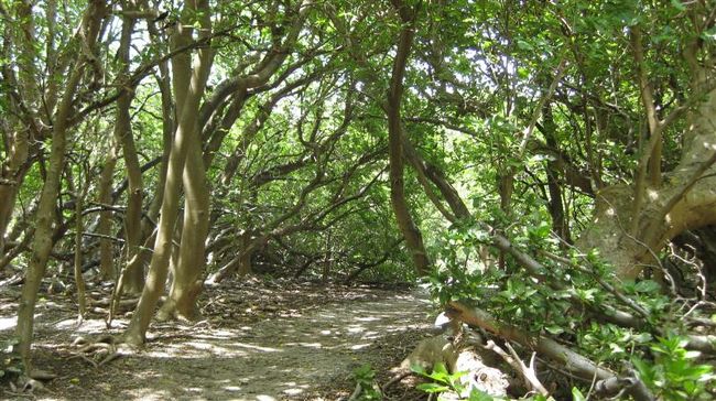 こんな涼しげな木々の中を歩いていきますが、頭上、左右は鳥鳥鳥。人が近づいてもあんまり逃げません。<br /><br />鳥が嫌いな人は恐怖の島となるかも、、、。<br /><br />地中にトンネルを掘って巣を作る種類もいるそうで底から聞こえる鳥の泣き声がホ~ホ~という不気味な声になり、当時の漁師たちを怖がらせていたそうな。<br /><br />