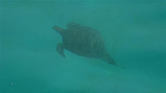 グラスボートや半潜水船で亀のいるところまで連れて行ってもらいました。<br /><br />で、、、<br /><br />ラッキーなことに、シュノーケル中、偶然亀と遭遇。<br /><br />ゆったりと泳ぐ亀と手が届きそうな近さで共にしばらく一緒に泳げたのは今回のたびで一番の思い出。<br /><br />ゆっくりと沖のほうへ消えていってしまいました。<br /><br /><br />