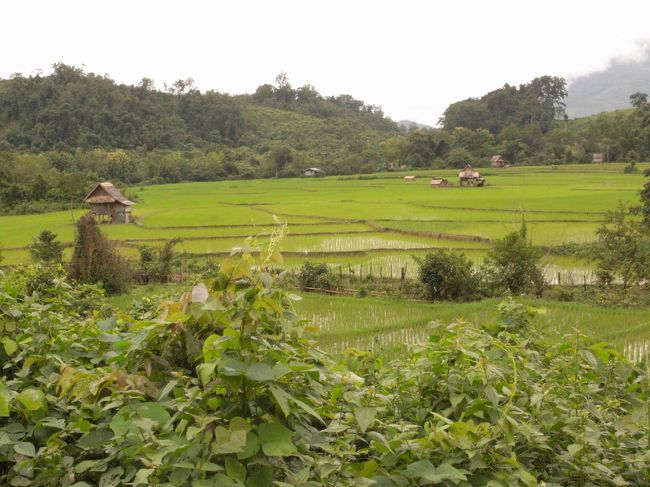 ムアンゴイから日帰りのトレッキングで、Baoyang、Sogang、Dalenという３つの村を回りました。同行者はフランス人のカップル２組。ひたすら歩く、歩く。途中はこんな風景が続きます。主な作物は米で、焼畑も広く行われているようです。雨季なので道はひどくぬかるみ、川を渡らなければならない場所もありました。靴でなくサンダル（バックベルトのある）で正解だったかも。<br /><br /><br />