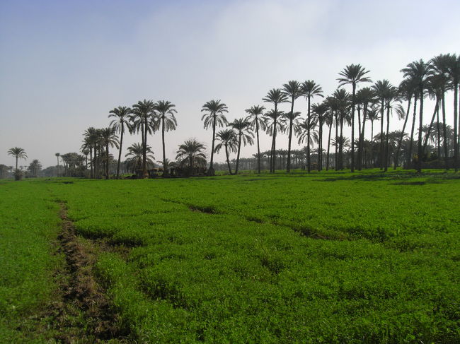 サッカーラに行く途中に緑が見えました<br /><br />砂漠ばかり見てきたので、ほっとしました<br /><br />