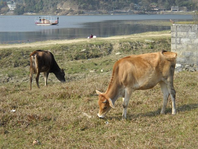 レストランの前には水牛がウロウロ。<br /><br />この子達もそのうち食べられる運命なのか？それとも食用は別に飼育されているのか？