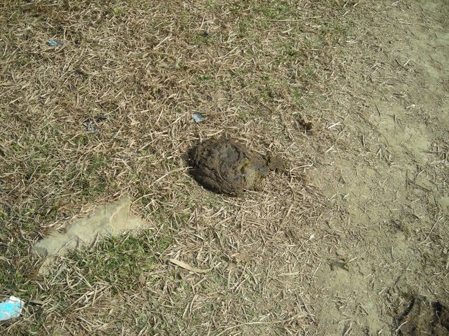 気をつけて歩かないと牛の落し物を踏んでしまいます。