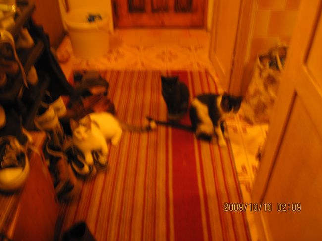 2009/10/10<br />ルーマニア　トランシルバニア<br /><br />家猫1と居候猫2