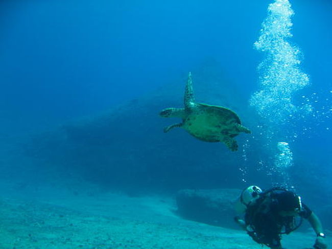 ダイバーから逃げ切った?タイマイ<br />ちなみにダイバーは、カメに触れたり捕まえたりはしませんのでご安心のほど(^_^)v