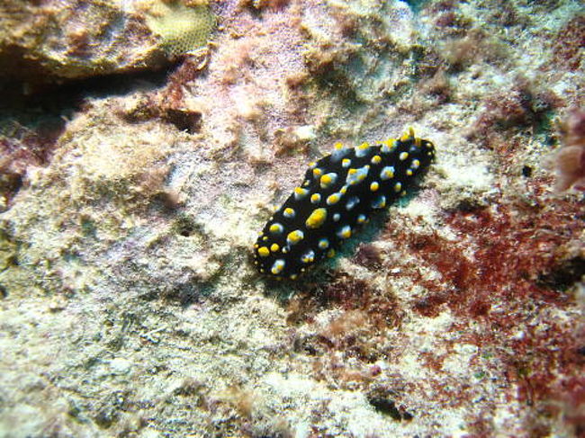 ヨゾライボウミウシ