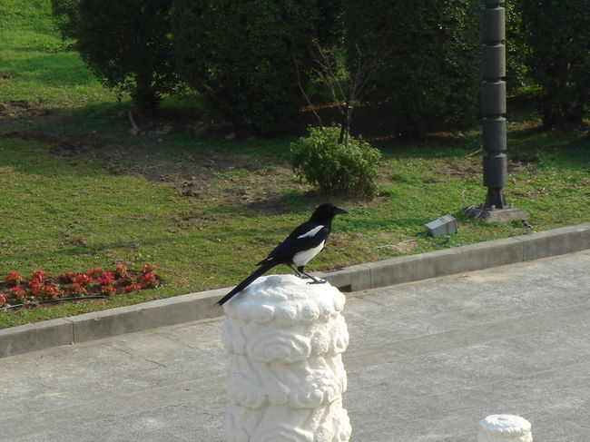 見慣れない小鳥が鳴いていました。<br /><br />かわいいルックスに似合わず、鳴き声は「ゲロゲロゲロゲロ・・・」