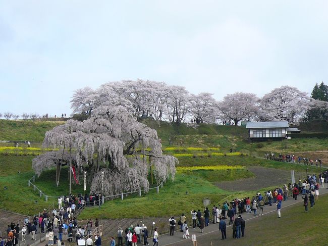 到着しました〜！！  (7:30)<br /><br /><br />すごーく大きなしだれ桜。<br /><br />名前の通り滝のような迫力！！<br /><br />人がアリみたいに小さい…。<br /><br /><br />近くに寄ってみましょう♪
