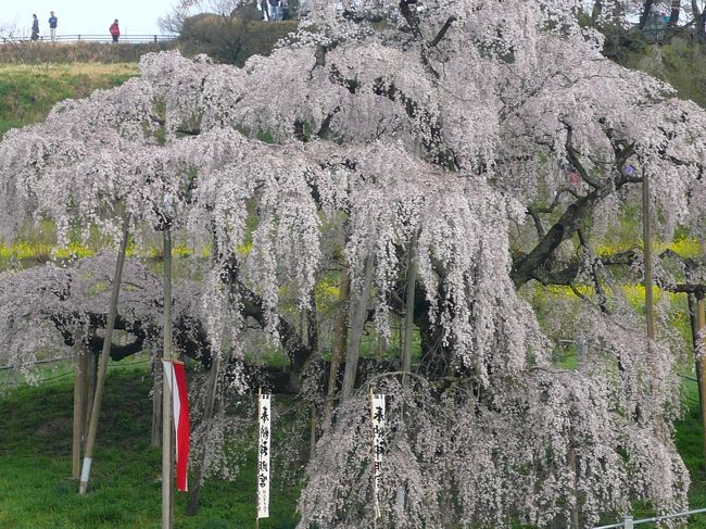 日本三大桜のひとつ<br /><br />　福島県 三春滝桜　　岐阜県 薄墨桜　　山梨県 神代桜<br /><br />日本さくらの名所100選にも選ばれています。<br /><br /><br />幹の中心に空洞ができているため正確な樹齢はわかりませんが、専門家の推定から、1,000年以上というのが妥当なようです（三春町のHPより）