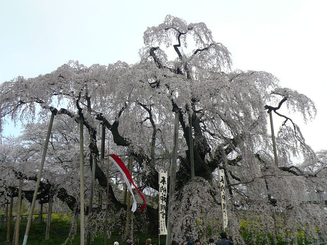 支え木の多さからもこの桜の木の大きさがお解り頂けると思います。
