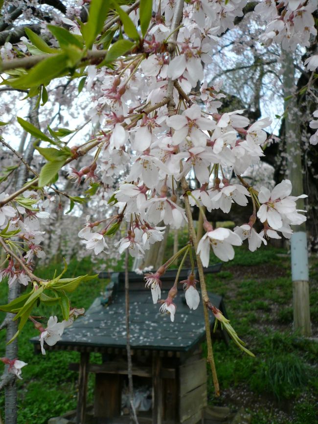開花期は４月中から下旬にかけてで、四方に伸びた太い枝から、薄紅色のちいさな花がほとばしるかのように咲き競い、その様はまさに滝が流れ落ちるかのように見えることから、滝桜とよばれるようになったといわれています。