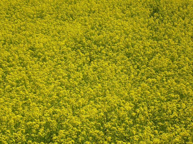 移動中に菜の花畑発見！<br /><br />あまりに綺麗だったのでUターンして記念にパシャリ！