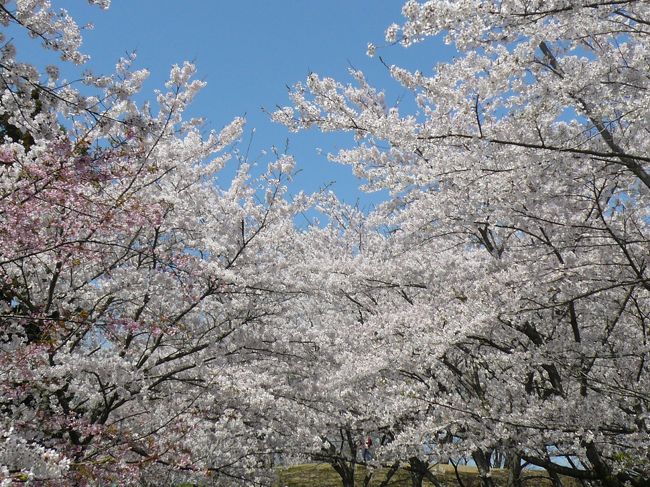 桜のトンネルのようです♪<br /><br />きれい〜！！