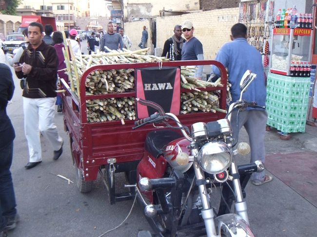 サトウキビのようなものを運んでいます。