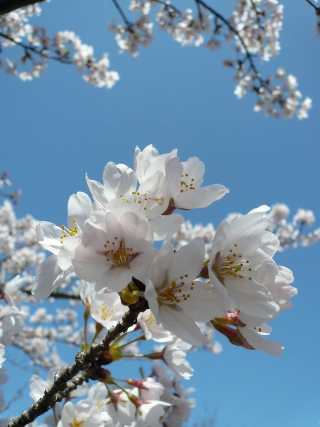 ズームイン！！