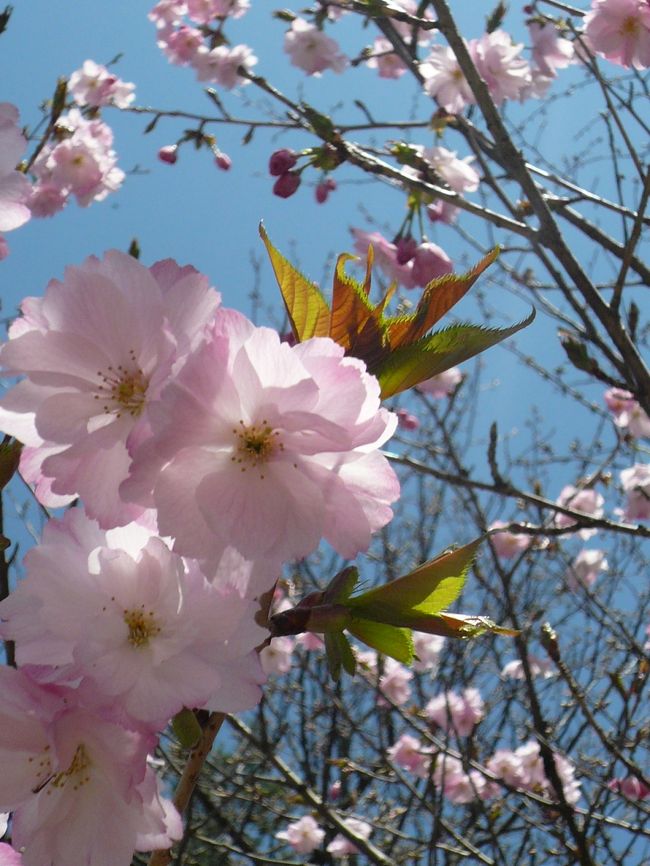 三春町内には、約10,000本の桜の木がありますが、そのうちの約３割にあたる約3,200本の桜が、このさくらの公園に植栽されています。その種類は16種類で、まず、寒緋桜が冬に花を開き、続いて河津桜、4月中旬からは染井吉野、そして、４月下旬から５月にかけては八重桜、山桜が花開き、秋には十月桜も花を咲かせます。
