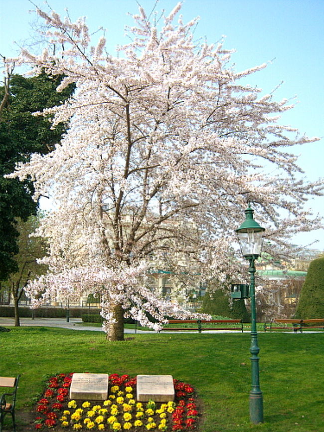 花時計のすぐ側にお花が満開になっている木があり、近寄って見ると下には石碑。（赤と黄色の花のところ） <br />そこには日本の岐阜市とウィーン・マイドリンク区との友好シンボルとして桜が植えられた旨が書かれていました。 <br />これ、日本から送られた桜だったのか…！！！！！！ <br />ものすごくきれいでした。満開になっている日本の桜がウィーンで見られて幸せ！ <br /><br />ヨハンシュトラウス像と日本の桜を発見したことで、私の気分も急上昇。 <br />さっきまで無意味にトラムを乗りまわして暇だな〜と思ってたのに。（笑） <br />ウィーンの散策を締めくくる最後としてふさわしい場所に行けたんじゃないかと思います。
