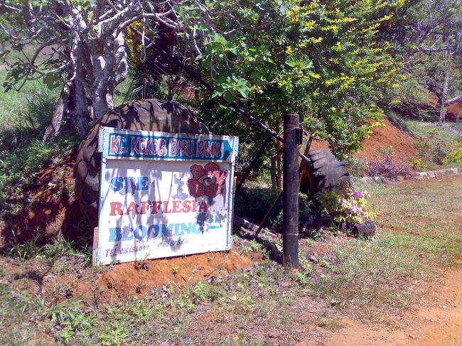 早朝じゃないと雲に隠れて見えないキナバル山も拝めて、またまたラッキー。<br />途中、最高のシャッターチャンスが訪れて何度も起こそうとしてくれたみたいなんだけど、びくともしなかった私。<br />よって、キナバル山の写真はなし。