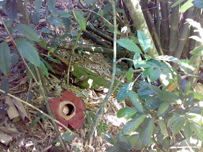 だぁ〜〜〜！<br />ラフレシア発見！！<br />でも、小っちゃ。<br />これで直径50〜60cm。<br />斜面に咲いているので至近距離からは見れないのね。<br />軽〜い肩すかし感は否めないが、今日、咲いていてくれたことに感謝。<br />全然臭くなかった。<br /><br />なんだかんだいっても、心奪われてなかなかその場を離れることができなかった。