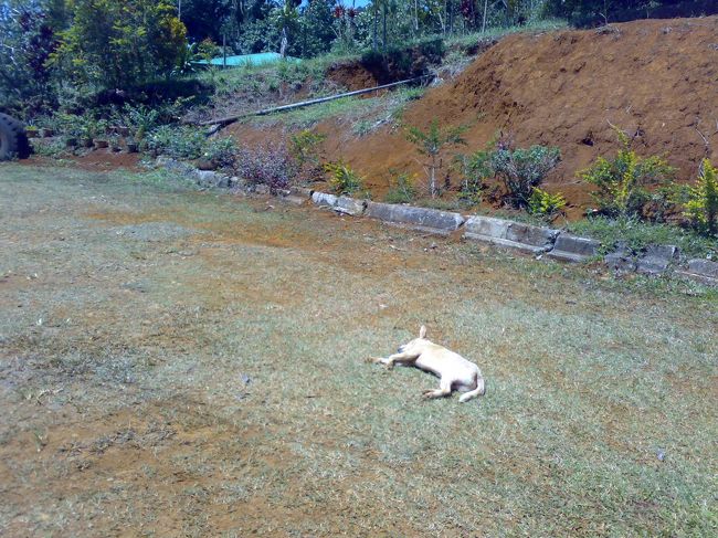 お宅のワンコ。<br />日陰がいっぱいあるのにあえての炎天下。