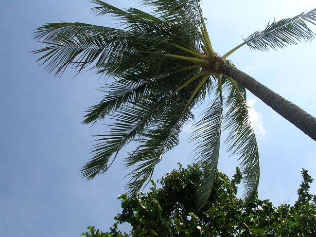 今日も暑いです。