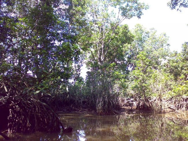 テングザルのすみかに到着〜。