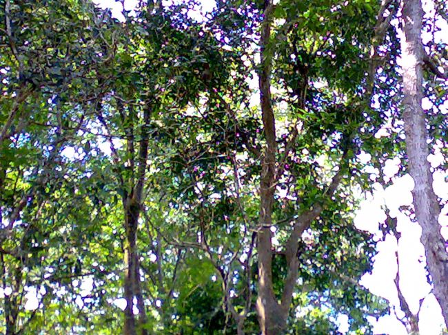 上を見上げれば、そこかしこにテングザルが。<br /><br />しかも、けっこうアクティブ。<br /><br />ただ、かなり高いところにいるので、肉眼では見えても携帯カメラでは厳しい。<br /><br />正直この写真でも、はて？<br /><br />なんとなく12時の方向にいるような。