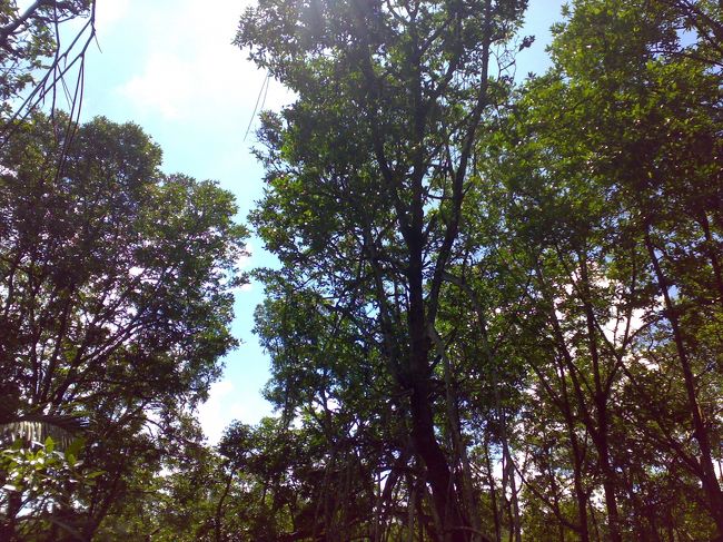 ラフレシアに次いで、ボルネオで見たかったテングザル。<br /><br />太鼓っぱらとおっさんくさい風貌がたまらない。<br /><br />まだまだ観察する時間はあった。<br /><br />気づかないふりをしてみたが、どんどんどんどん迫ってくる下痢痛。<br /><br />テングザルを見ても紛れることのない強い痛み。<br /><br />「ト、トイレ！」<br /><br />Zackに訴えると申し訳なさそうに「トイレはないよ。。」<br /><br />それは、分かってる。<br /><br />サルはもういい。<br /><br />とにかくトイレー！