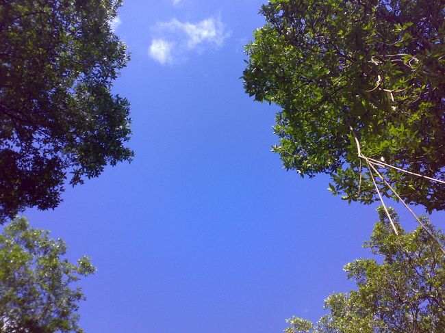 帰りは行けども行けどもジャングル。<br /><br />ボートの振動にあおられ、何度も限界を迎える。<br /><br />最終的には船からする覚悟だった。<br /><br />あとは私の気持ちひとつというところで、ヤヤサンジェッティが見えた。<br /><br />ボートから陸上に飛び移りレストランに入ると、トイレは2Fとのこと。<br /><br />再び全力で2Fへ駆け上がり、超きれいなトイレを貸してもらう。<br /><br />ズボンを下ろした直後、、、<br /><br />脱力のあまり、目の前が真っ白に。<br /><br />放心状態の後、乗り逃げされるのではないかと心配して待っていたZackの元へ。<br /><br />こうして、私のジャングルクルーズは終わりました。