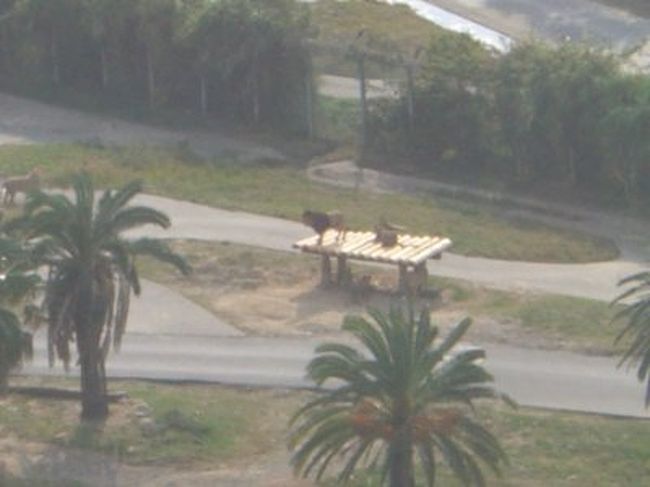 最終日の三日目もホテルでまったり<br />部屋からアドベンチャーワールドが見渡せます<br />ライオンさん、サボってます。迫力ないな。<br />こうしてホテルに滞在しただけの旅行でした。<br /><br />