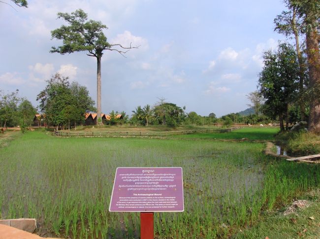 バンテアイ・スレイの入り口に<br /><br />向かう途中、<br /><br />田んぼ（稲）があった。