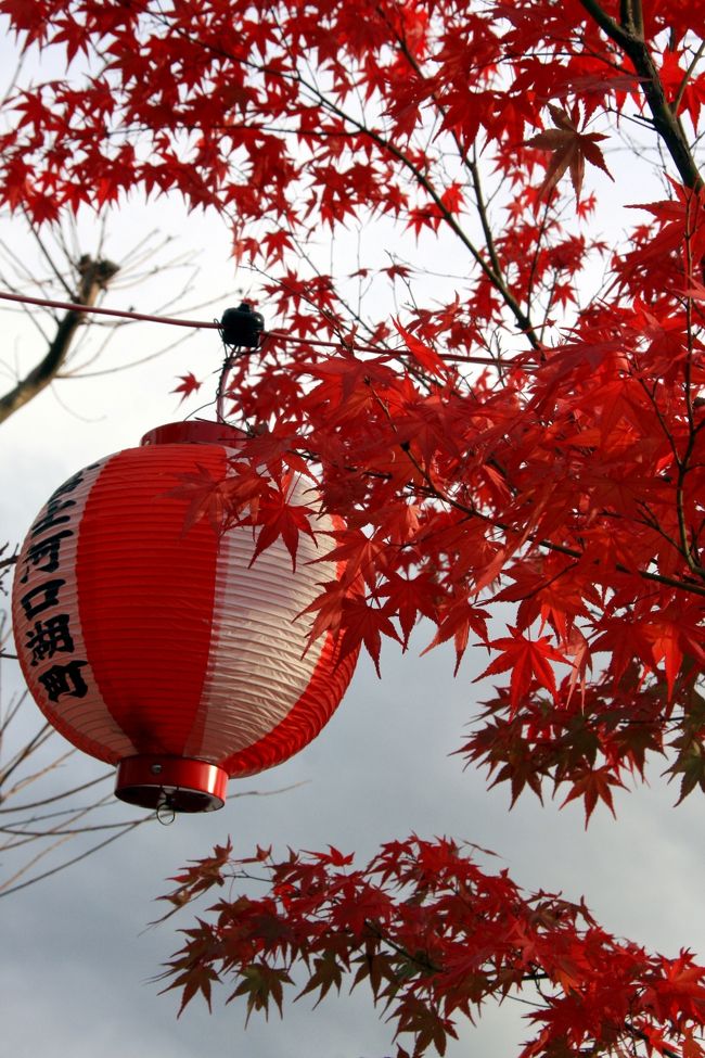 提灯とモミジ