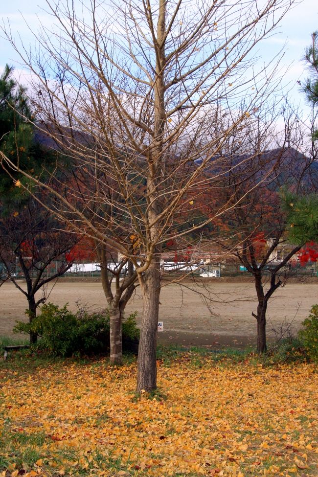 葉を落としたイチョウ