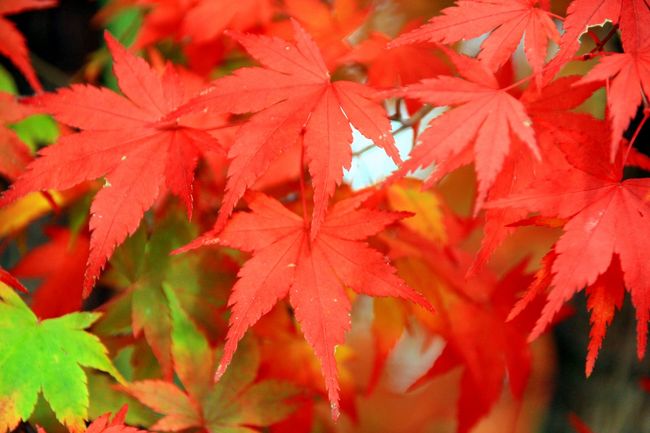 モミジは、見頃で綺麗に赤く紅葉していました。