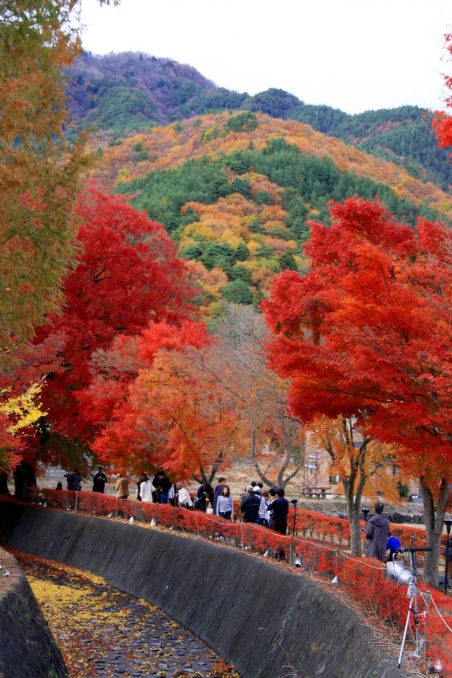 もみじ回廊に着きました。<br /><br />モミジは紅葉していて、綺麗でした。