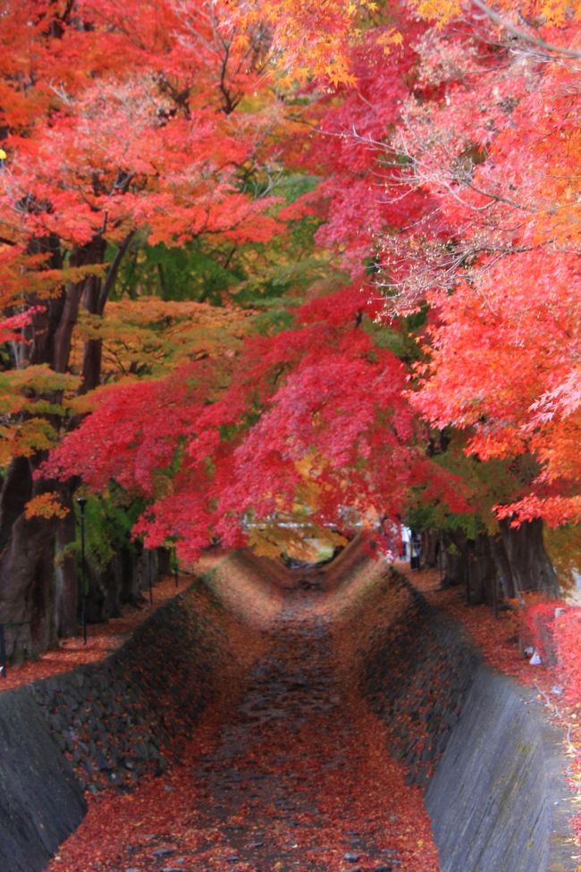 綺麗に色づいたモミジを見ながら、ノンビリとモミジ回廊を散策しました。