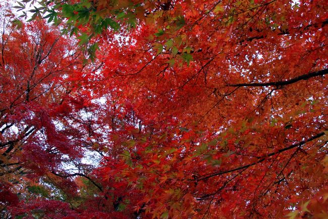 空を覆うように広がる紅葉したモミジ<br />見事です。